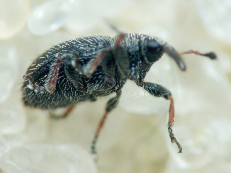 Gymnetron Schönherr, 1825